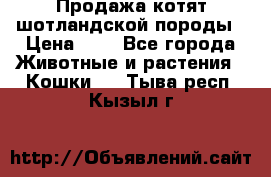 Продажа котят шотландской породы › Цена ­ - - Все города Животные и растения » Кошки   . Тыва респ.,Кызыл г.